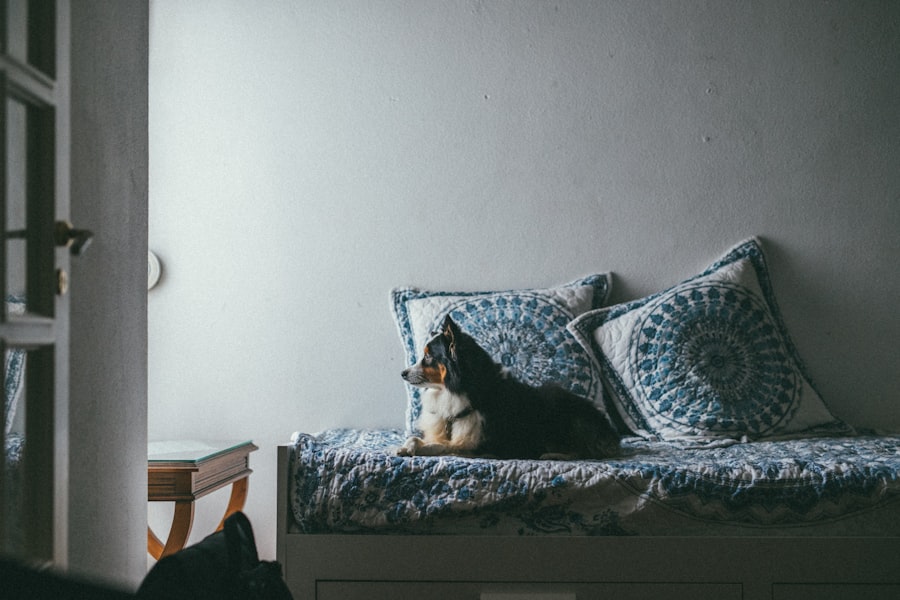 Pet-Friendly Apartments